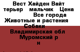 Вест Хайден Вайт терьер - мальчик › Цена ­ 35 000 - Все города Животные и растения » Собаки   . Владимирская обл.,Муромский р-н